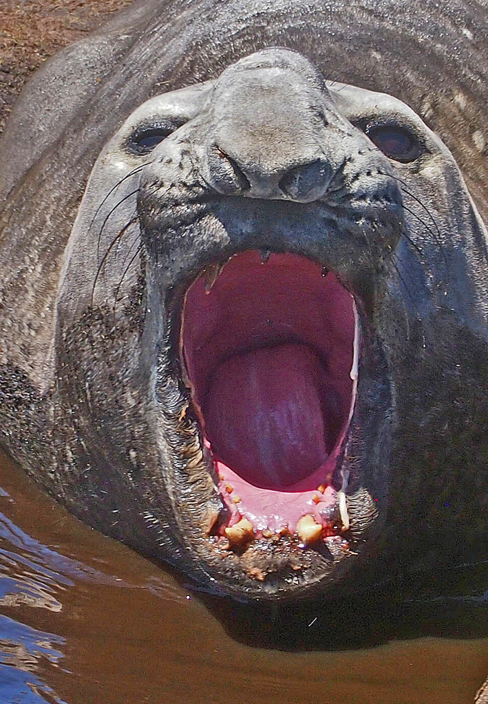 Nature In Class A By Karen Foster For Elephant Seal Yawn FEB-2019.jpg